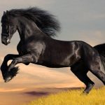 Caballo - Historias Cortas