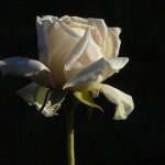 Rosa blanca - Historias Cortas