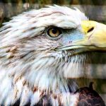 Águila calva - Historias Cortas