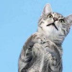 Las siete vidas del gato - Historias Cortas