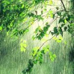 Bosque y lluvia - Historias Cortas