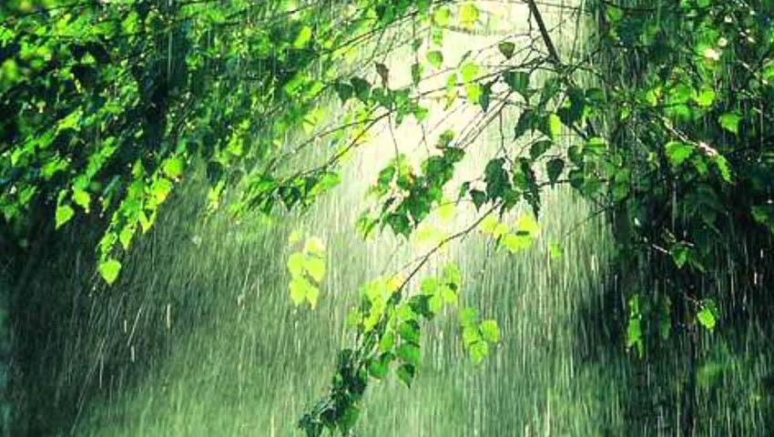 Bosque y lluvia - Historias Cortas