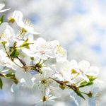 Flor de árbol - Historias Cortas