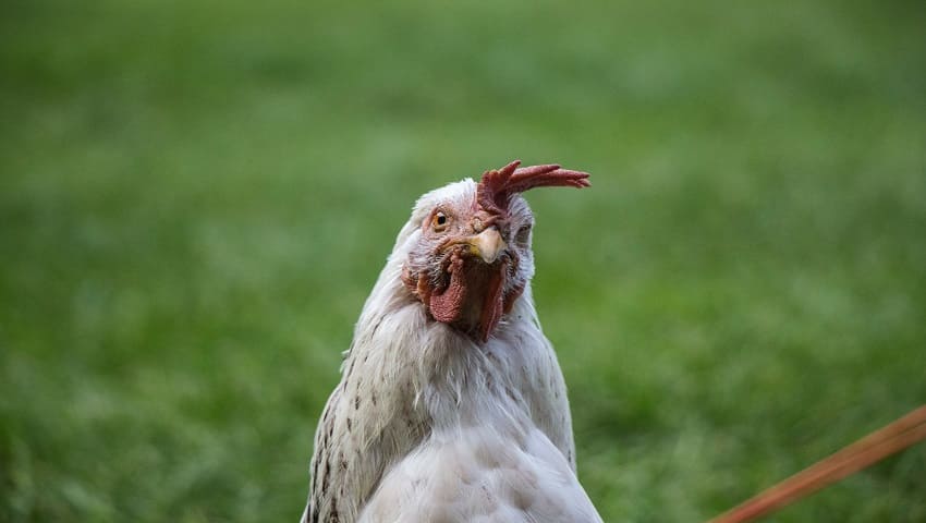 Gallina - Historias Cortas