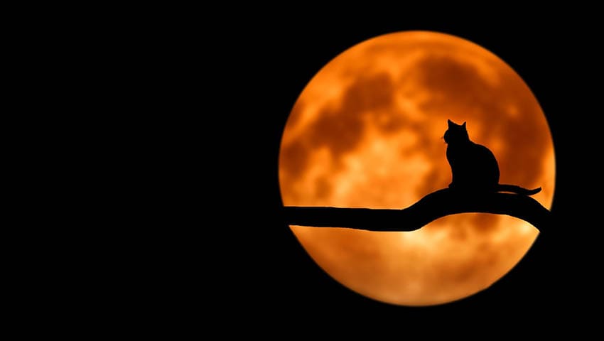 Gato ante la luna - Historias Cortas