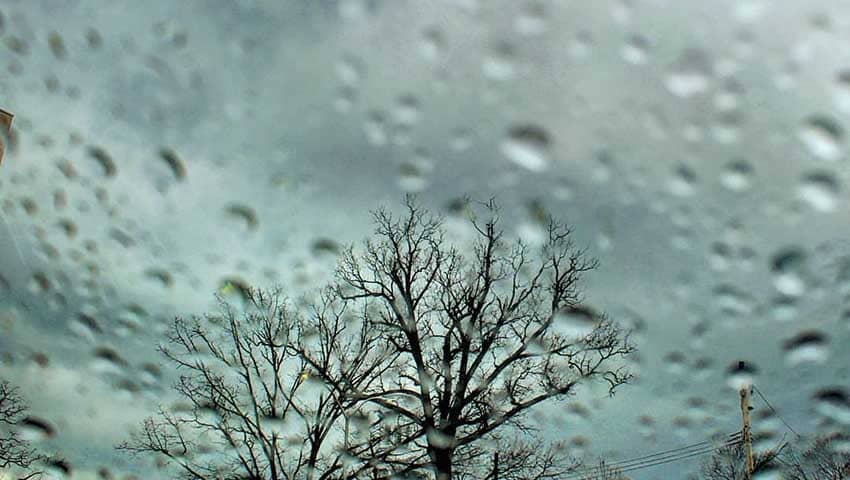 Lluvia y árbol - Historias Cortas