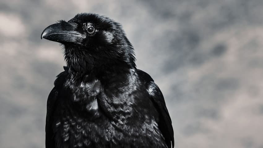 El cuervo - Historias Cortas