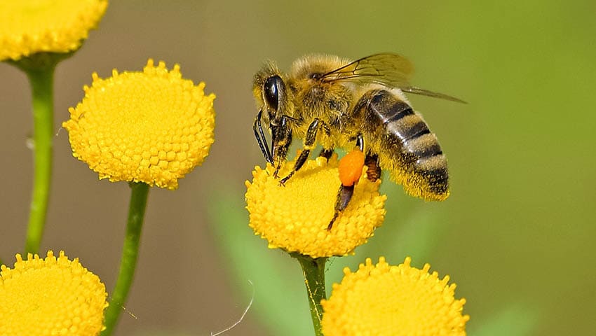 La abeja haragana - Horacio Quiroga - Historias Cortas