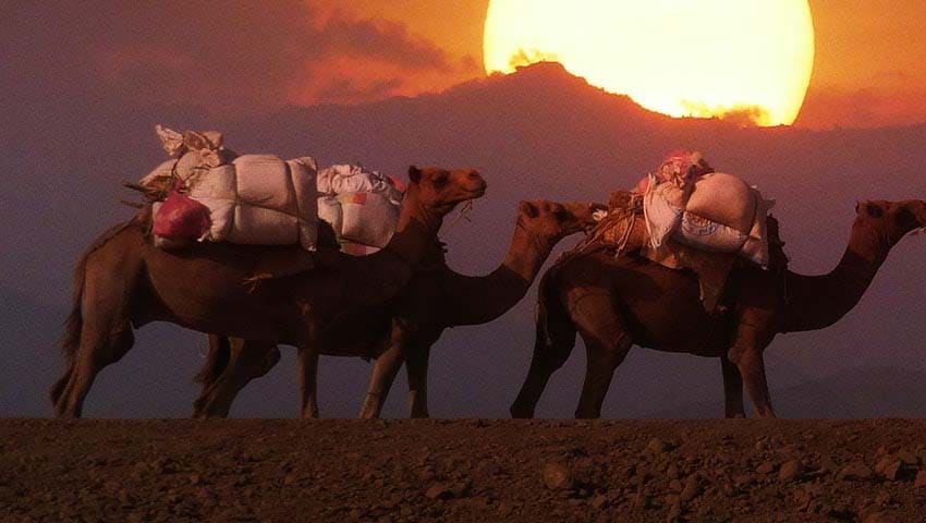Los Camellos - Guillermo Valencia - Historias Cortas