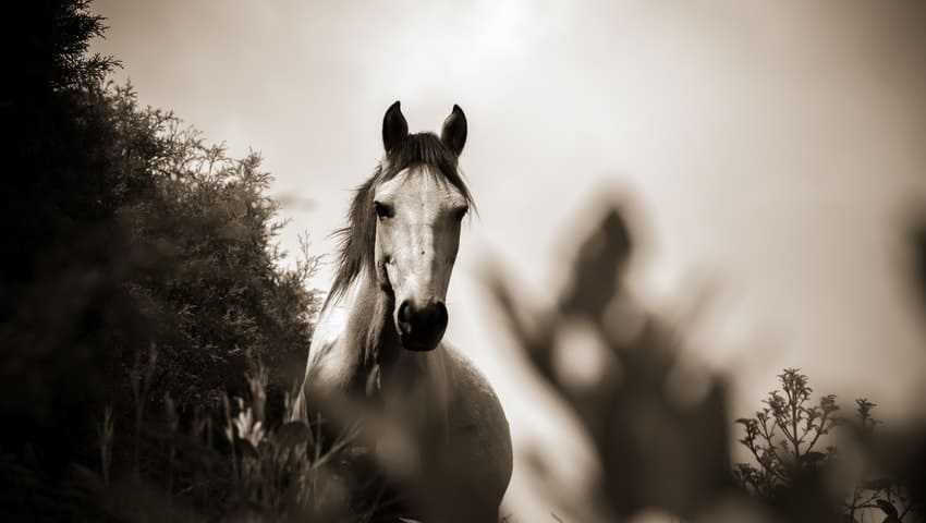 Caballo imaginando a Dios - Augusto Monterroso - Historias Cortas